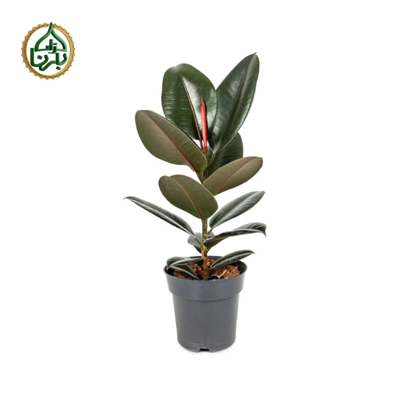 Ficus elastica Robusta (Rubber Plant)