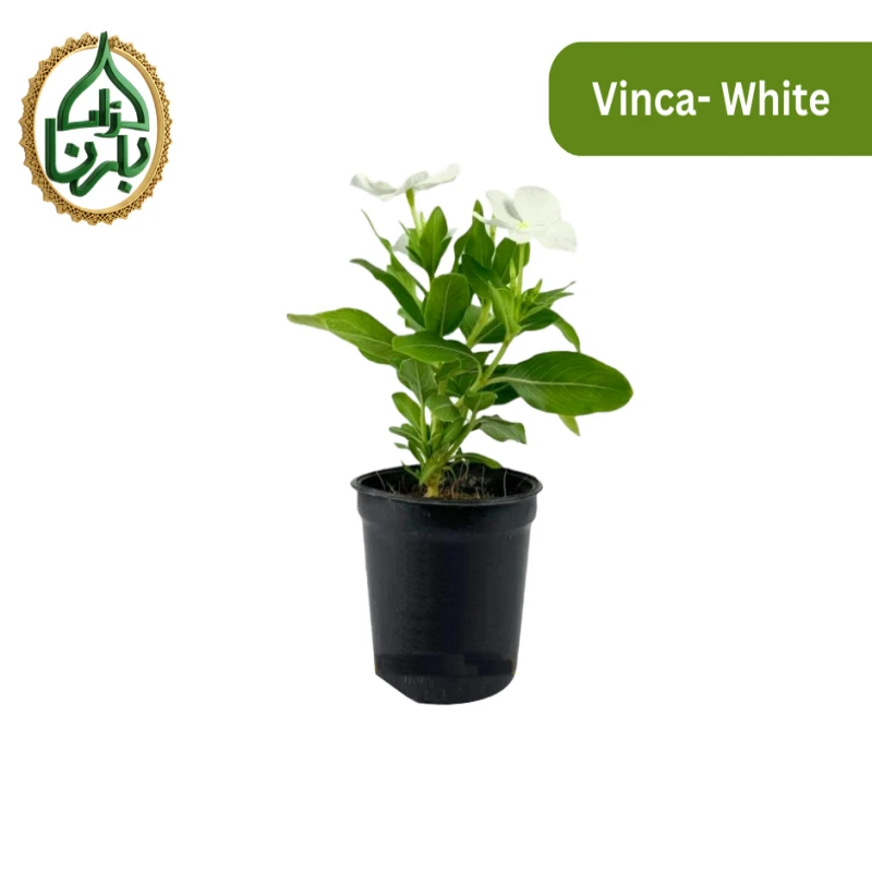 Vinca White 1 Piece