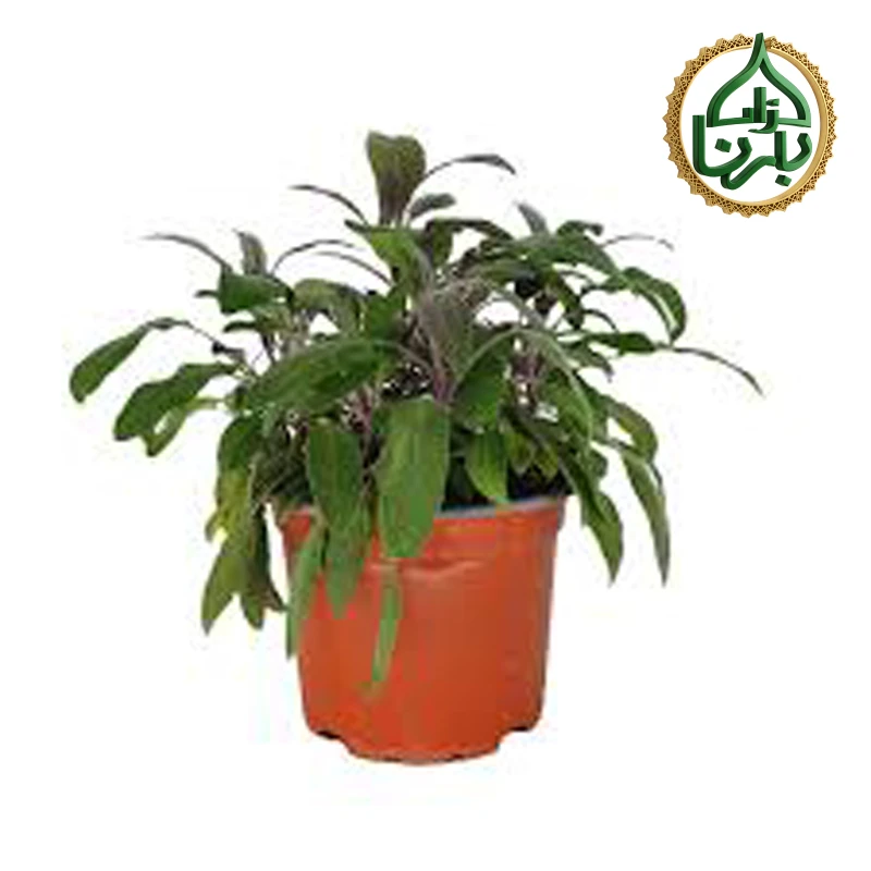 Salvia Officinalis- Moramia