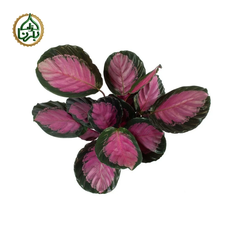 Calathea Rosepicata Rosy