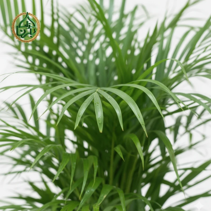 Areca Palm (Small)