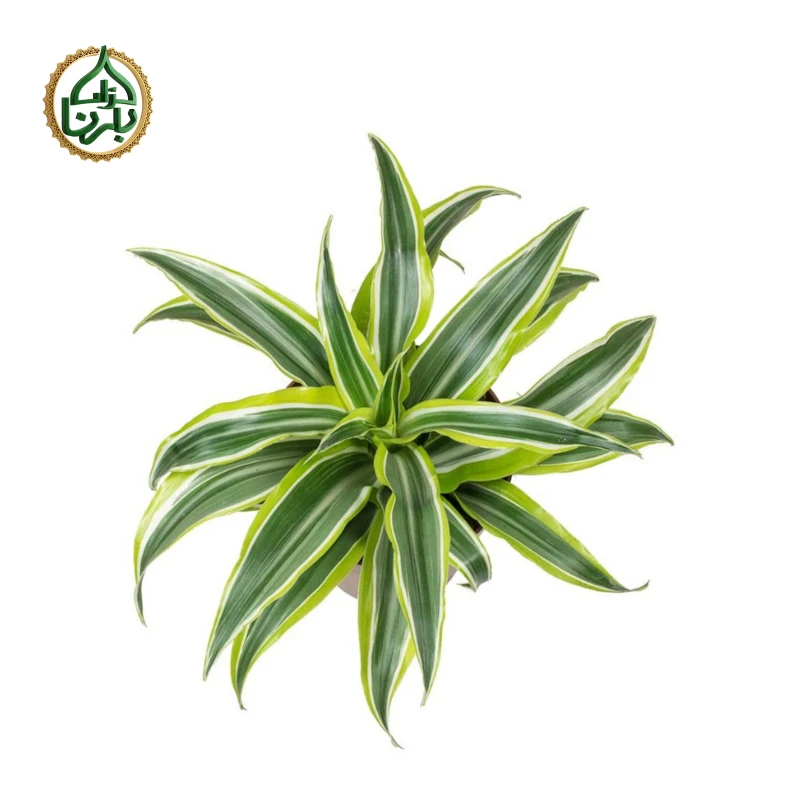 Dracaena Lemon Surprise