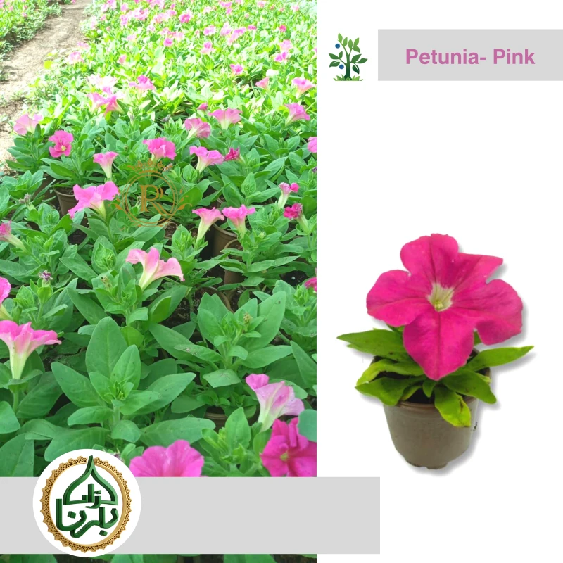 Petunia Pink