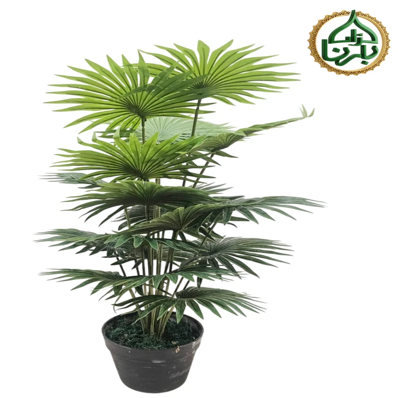 European Fan Palm 60 Cm