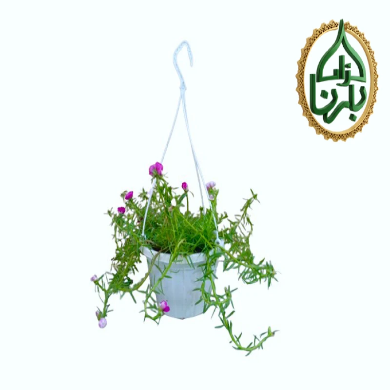 Portulaca Hanging