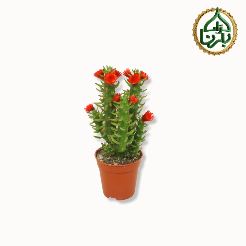 Opuntia Subulata Red