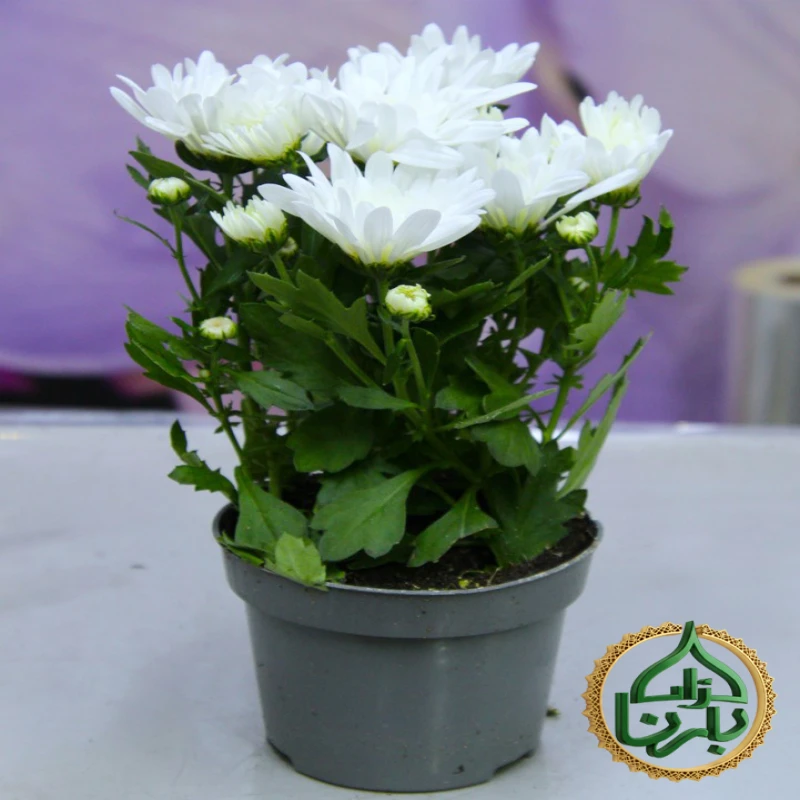 Chrysunthemum- White