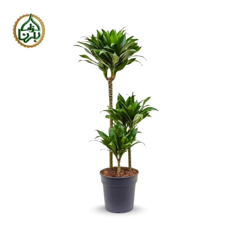 Dracaena fragrans Compacta 3PP