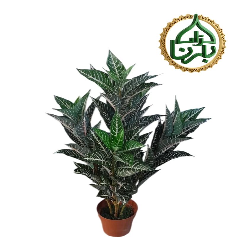 Croton Plant 80 cm