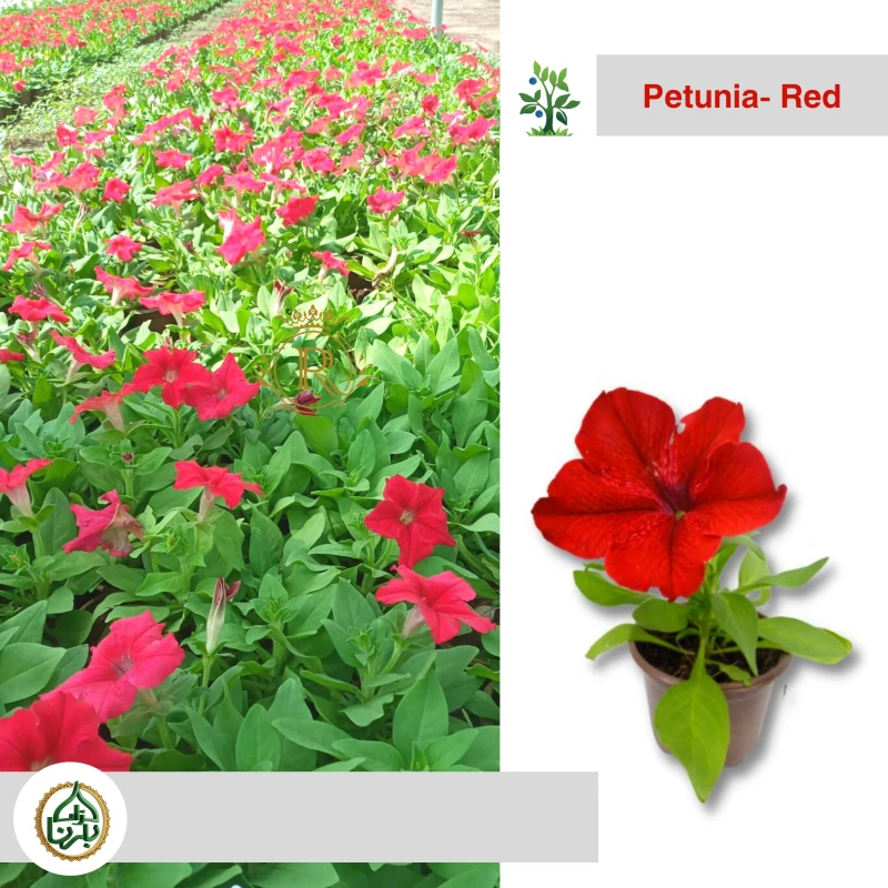 Petunia - Red