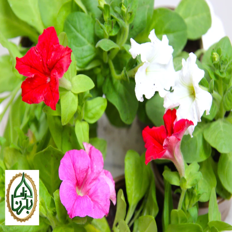 Petunia Mix color 25 Pieces/Box